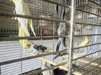 Sultan Papağanlar Toplu Ya Da Adetli Olarak Sahiplendirilecektir