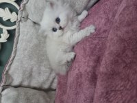 British Longhair Silver Blue Point