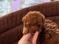 Anne kore kan baba red poodle