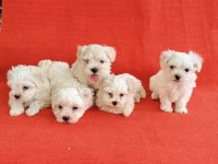 0 Numara Maltese Köpeği Yavrular