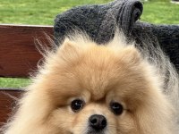 Pomeranian Boo Pasaport Ve Eğitimli Satılık