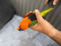 Oyun Hamuru Üst Düzey Lori Papağanı