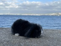 Safkan Evcil Tavşan Yavruları Her İle Gönderim Var