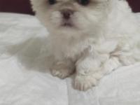 2 Aylık Pekingese Yavrular