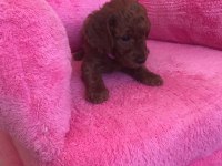 Sağlıklı Kore Poodle