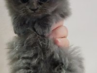 Scottish Fold Erkek Yavru