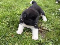 Orjinal Safkan A Kalite Amerikan Akita Yavruları