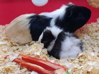 Guinea pig 1 yaşındalar