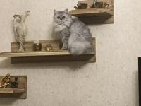 Sevecen Ve Uysal Can Kedilere Sıcak Yuva