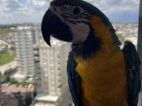 11 Aylık Meraklı Macaw (Acil)