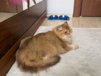 Golden Rengi Yetişkin British Longhair