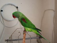 Erkek Alexander Papağanı 10 Aylık