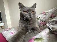 Sevimli British Shorthair Kızımız İçin Yuva Arıyoruz