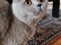 Anne Kedimiz Ve Kızı