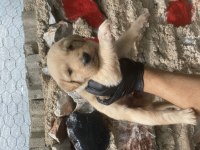 Golden Retriever Yavrular