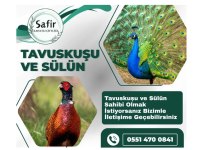 Tavus kuşu ve sülün