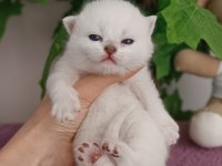 British Shorthair Yavrular