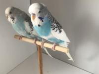 Bulut Mavisi Takım Muhabbet Kuşlar