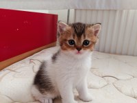 Dünyalar Tatlısı British Yavrularımız Yeni Yuvalarını Arıyor