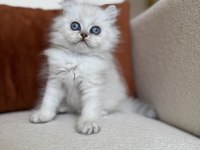 Özel Tip Silver Point British Kedimiz