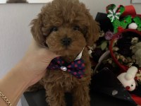 Korenin Babası Poodle