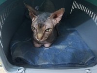 Sfenks Dişi 1.5 Yaş Acil