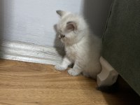 Güzel British Shorthair Bebeklerim