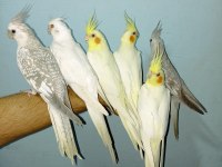 Ev üretimi yerli sultan papağan yavruları