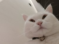 British Shorthair Acil Ücretsiz Sahiplendirilecektir