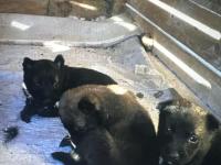 55 günlük iki dişi belçika kurdu