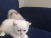 British Yavrularımız Yeni Yuvalarına Gitmeye Hazırlar