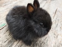 Hollanda Cüce Tavşanı Yavrular