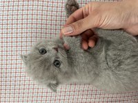 Scottish british 44 günlük