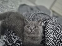 2 Aylık British Shorthair Kızımız