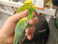 Show Muhabbet Kuşu 2025