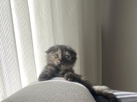 Scottish fold kedimizi sahiplendirmek istiyorum
