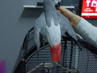 Kapalı bilezikli red faktör jako papağanı