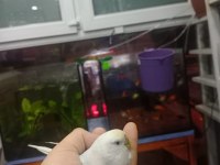 Prehistoricpets Garantisi İle Muhabbet Kuşları