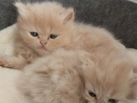 Yumuş İran Kedileri