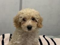 3 aylık toy poodle