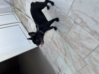 5 Aylık Uysal Yavru French Bulldog