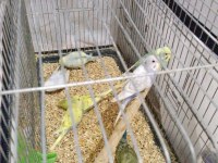 Ev üretimi muhabbet kuşlar 9 adet yeni yem yemeye başlamış bebekler