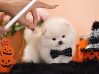 Pomeranian Boo Micro Ayıcık Surat