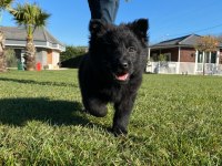 Solid Black (Siyah) Alman Kurdu Yavruları