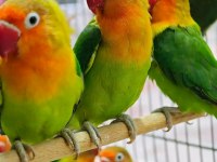 Sevda Cennet Papağanlar Yavrular Uysal Ele Alışık El Besleme