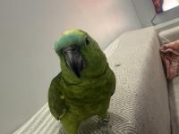 Konuşan Blue Front Amazon Papağan