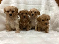 Teacup Mikro Boy Maltipoo Bebekler