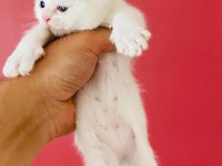 Kar Beyaz British Shorthair Erkek