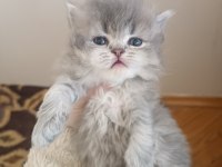 British Longhair Scottish Fold