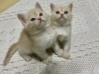 10 Gün Sonra Sütten Kesilmeye Hazır Rezerve Kediler